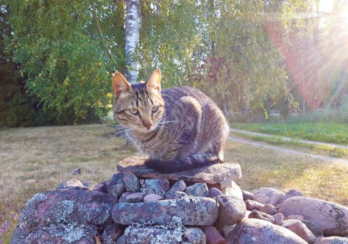 The Emotional Life Of Cats - cover