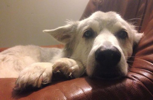 The Emotional Life Of Dogs - cover