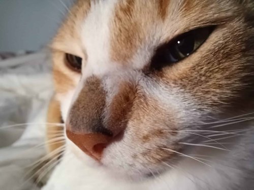 Science Says Cats Are Smarter and More Sensitive Than You Think (10 Key Findings)