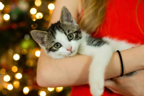 27 Mother’s Day Gifts for Cat Moms That Say ‘You’re the Best, Meow & Forever’