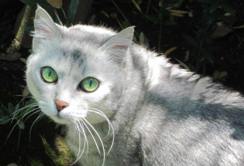 Cat Behavior And Body Language - cover