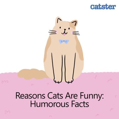11 Reasons Cats Are Funny: Humorous Facts - Catster