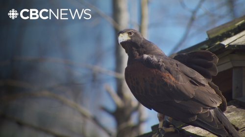 Meet the hawk who works for the City of Burnaby