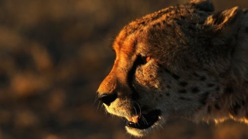 Cheetahs are returning to India after 70 years of extinction