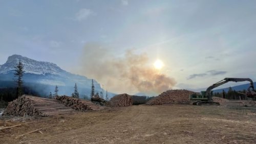 Parks Canada uses winter months to design wildfire resilient forest in Banff National Park