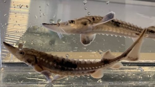 Why Windsor-Essex is one of the last regions in Canada where you can see baby sturgeon