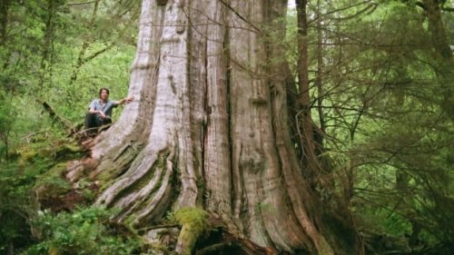 Biologist finds behemoth tree in North Vancouver nearly as wide as a Boeing 747 airplane cabin | CBC News