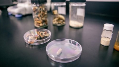 B.C. health researchers harness the 'magic' of psychedelic mushrooms | CBC News