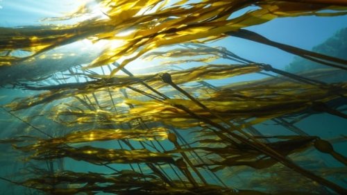 Kelp is disappearing from parts of the West Coast. These scientists are trying to save it