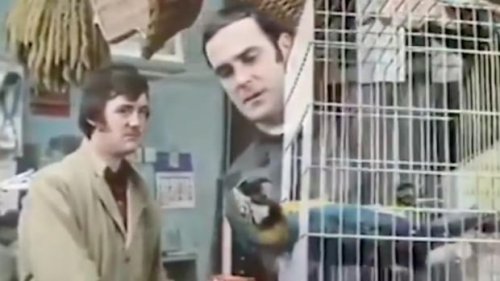 It is an ex-reference: B.C. judge removes 'dead parrot' joke from class-action ruling | CBC News