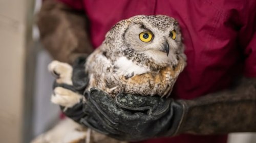 Casper the foster mom owl has raised hundreds of rescued owlets as her own | Flipboard