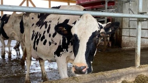 Northern Ontario farmers cite labour, climate change as major election issues: | CBC News