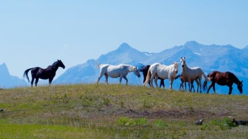 Free-roaming horses are feral and invasive, B.C. says — but biologist, First Nation argue they need protection