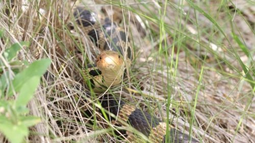 Windsor animal crossing leads to improvements in endangered snake populations | CBC News