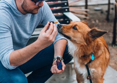 CBD PRODUCTS FOR PETS - cover