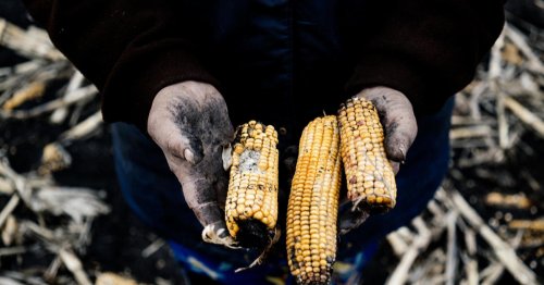 The war in Ukraine's effect on the world's food supply
