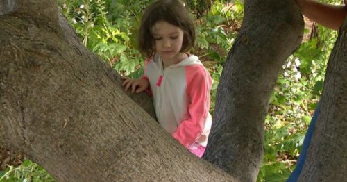 Girl, 4, finds colonies of rare stingless bees in California neighborhood