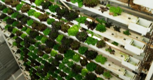 Vertical farms: A rising form of agriculture
