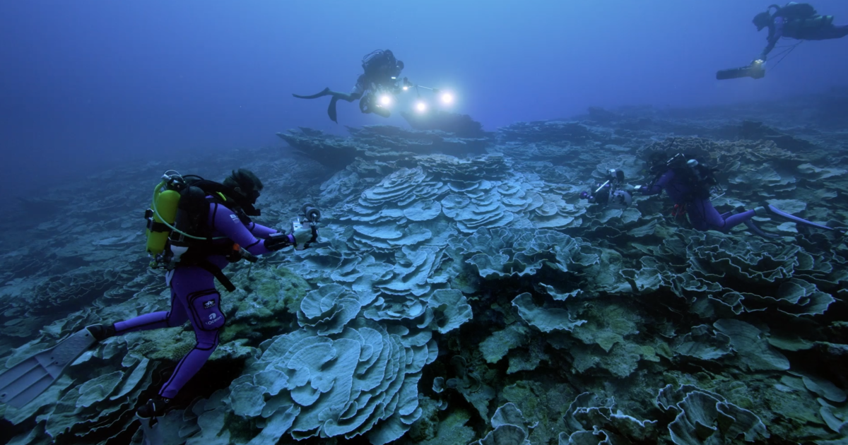 "Magical" massive coral reef discovered deep below surface in Tahiti "twilight zone"