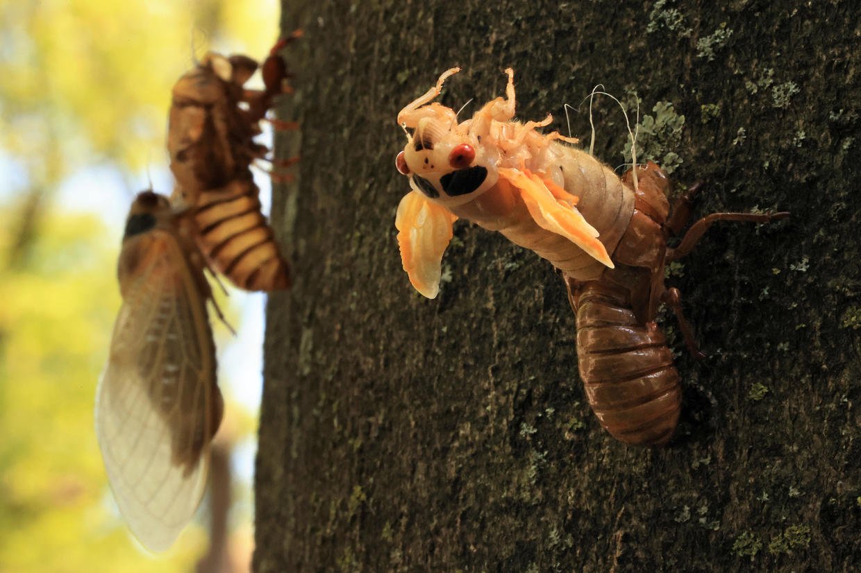 Brood X cicadas emerge after 17 years See the pictures Flipboard