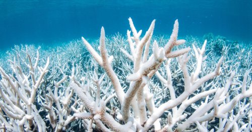 91% of reefs surveyed along Great Barrier Reef affected by coral bleaching, report finds