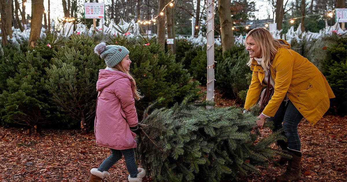 Christmas tree shortage? Where to get a tree before it's too late