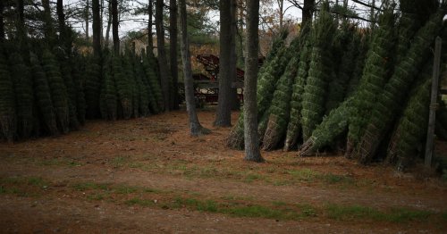 Why you should expect to pay more for a Christmas tree this year