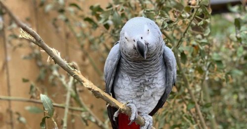 Five parrots separated at British zoo after they wouldn't stop swearing at guests