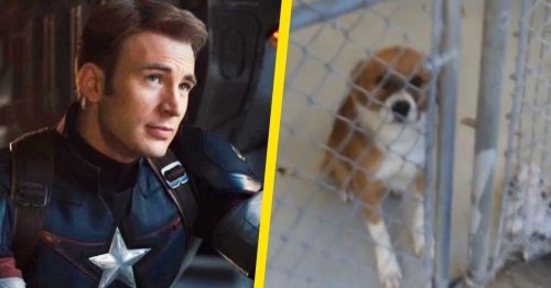 Chris Evans Shares New Dodger Photo in Honor of National Rescue Dog Day