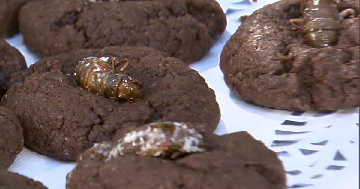 Recipe: Cicada cookies