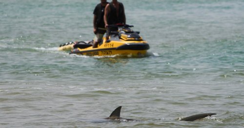 Shark attack victim's remains found in waters off popular beach in Israel after 2-day search