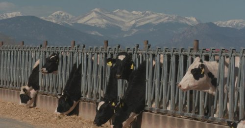 As bird flu hits cattle herds in U.S., scientists say these H5N1 factors worry them most