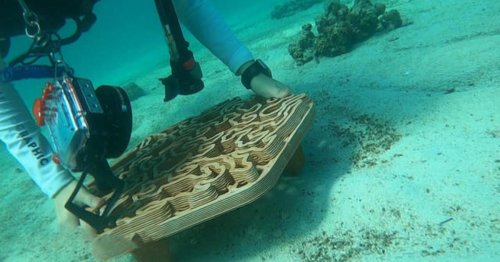 How a Hong Kong startup is using 3D-printed tiles to help restore coral reefs