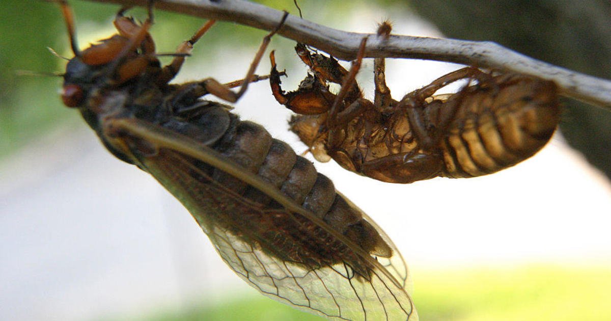 What is Brood X, the U.S. cicada infestation in 2021?