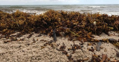What is sargassum? Huge blob of seaweed heading toward Florida's coast