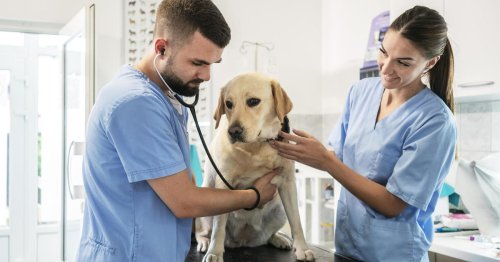 Mysterious dog illness with respiratory symptoms detected in Pennsylvania: officials