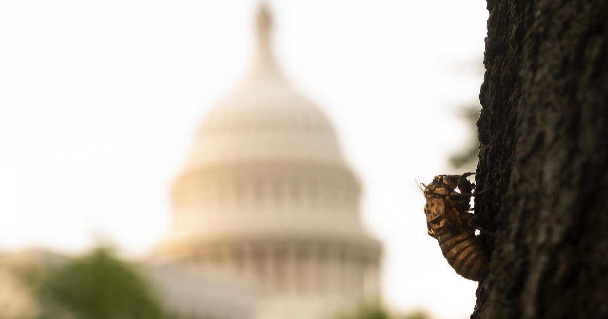 Swarm of Brood X cicadas delays White House press plane for Biden's first foreign trip