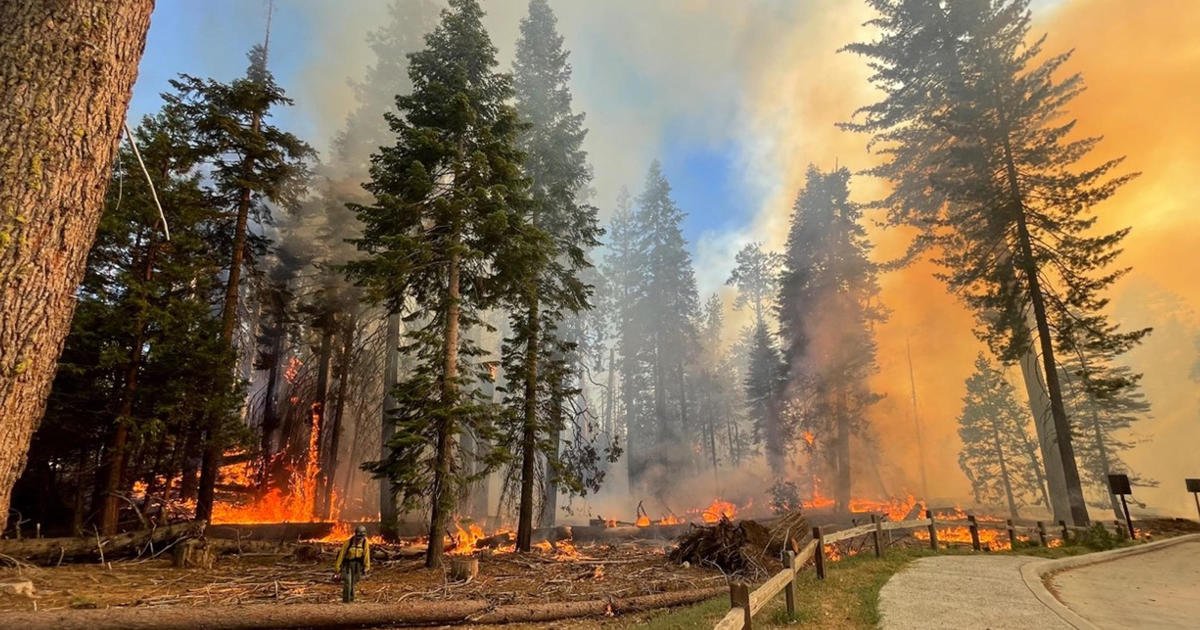 Wildfire grows near Yosemite's famed sequoia trees