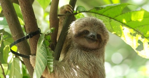 Sloths may be threatened by climate change, human sprawl after 64 million years of evolution