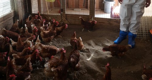 California offering $25 gift cards to encourage bird flu testing