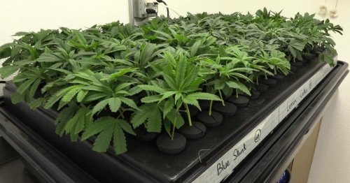 Texas House passes bill banning sale and possession of THC cannabis products