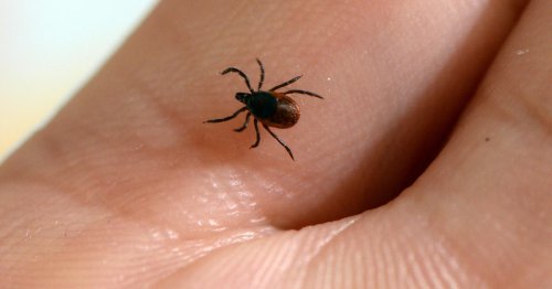 Study confirms this method of repelling ticks really does work