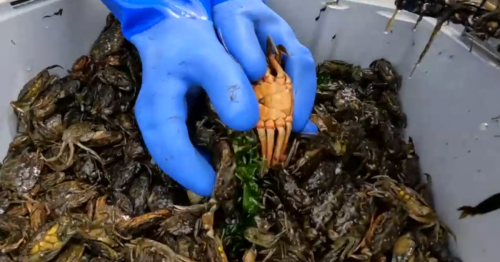 Seafood industry looks to capitalize on New England's invasive green crab
