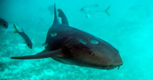 Sharks stay close to coastal cities, new study shows