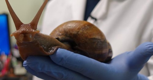 Another giant African snail sighting forces Florida county into quarantine