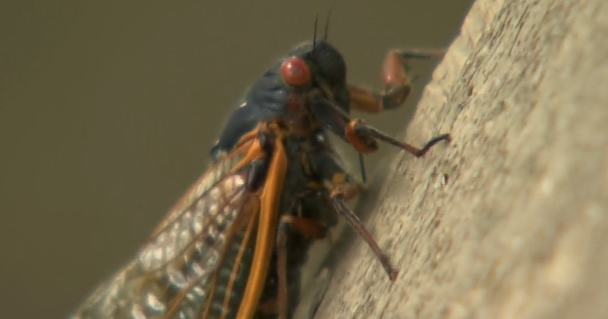 Brood X cicadas light up national weather radar as U.S. grapples with swarms