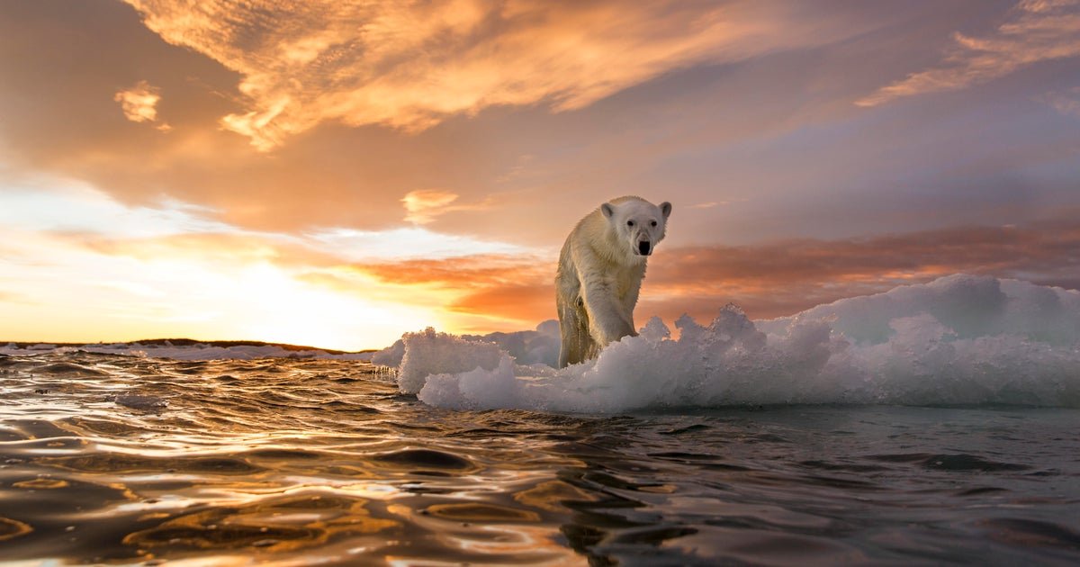 Animal populations worldwide have declined nearly 70% in just 50 years, new report says