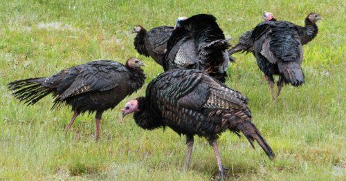 Minnesota hunters can now use crossbows to bag wild turkeys