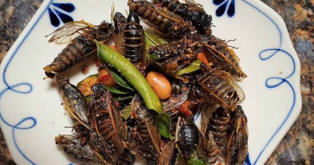 Why foodies are getting ready to feast on cicadas