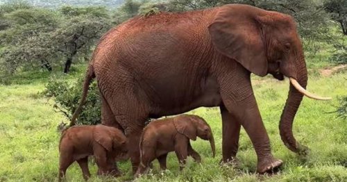 Rare elephant twins born in Kenya, spotted on camera: "Amazing odds!"